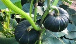 网红吃瓜啥意思