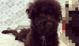 在线观看泰迪熊