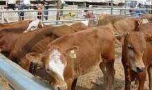 吃瓜娱乐酱黄牛,揭秘娱乐圈幕后黑手