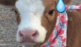 吃瓜娱乐酱黄牛,揭秘娱乐圈幕后黑手