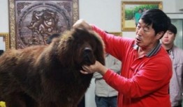 藏獒先生爆料视频播放