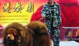 藏獒先生爆料视频播放