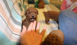 在线观看泰迪熊