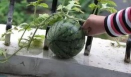 网红吃瓜不用钱了吗视频,免费观看，畅享娱乐盛宴