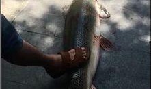 鳄雀鳝最新爆料视频大全,惊悚瞬间直击水下世界