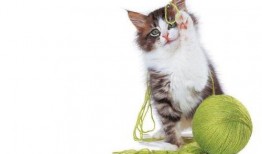 网红小猫咪球球吃瓜