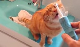 猫咪爆料合集视频大全,视频合集里的趣味瞬间