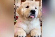 猫咪爆料合集视频大全,视频合集里的趣味瞬间