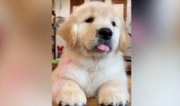 猫咪爆料合集视频大全,视频合集里的趣味瞬间