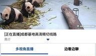 熊猫影视直播在线观看,畅享云端观影新体验