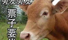 吃瓜娱乐酱黄牛,揭秘娱乐圈幕后黑手